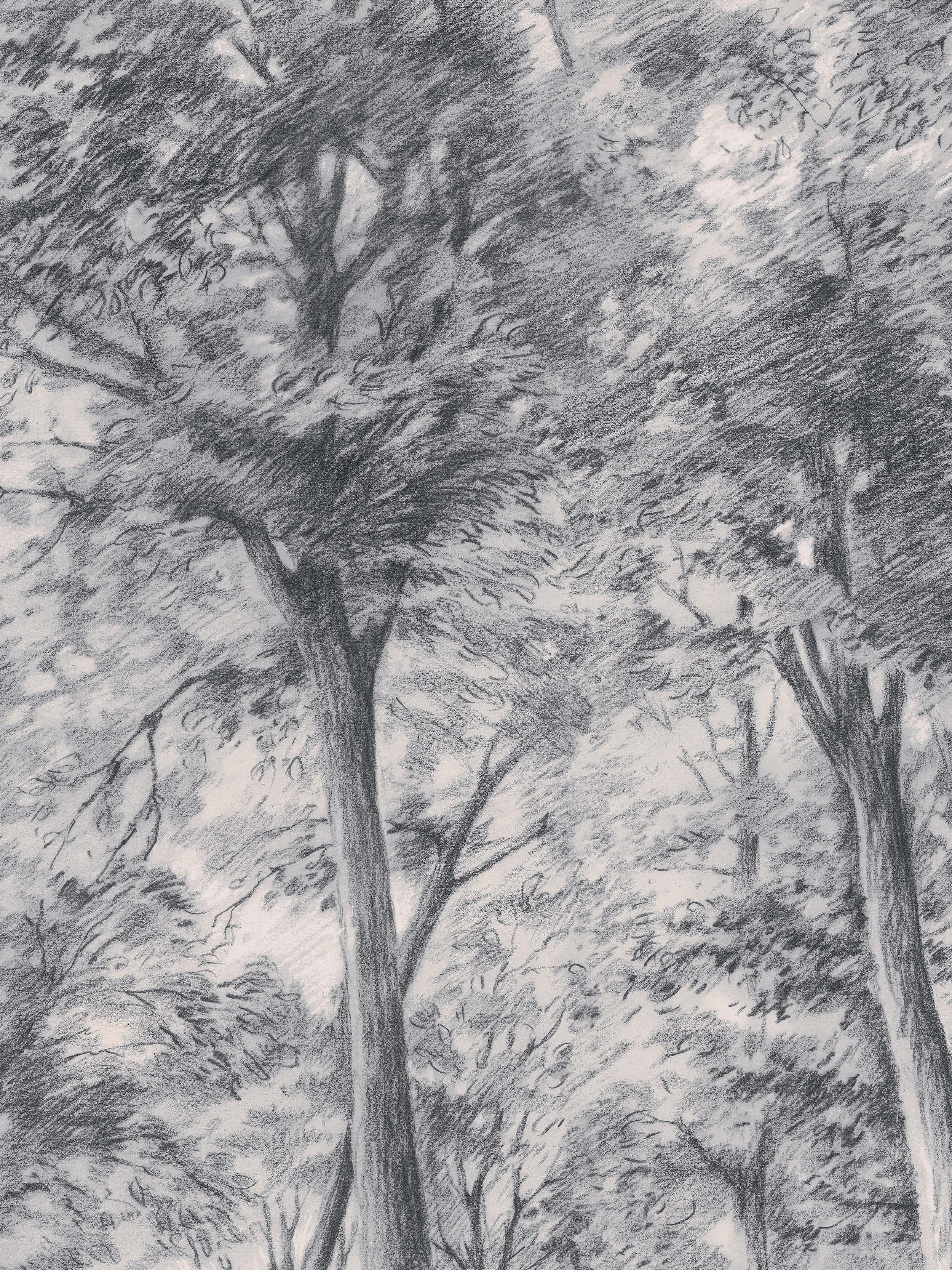 9630w_SketchofTrees_Closeup.jpg