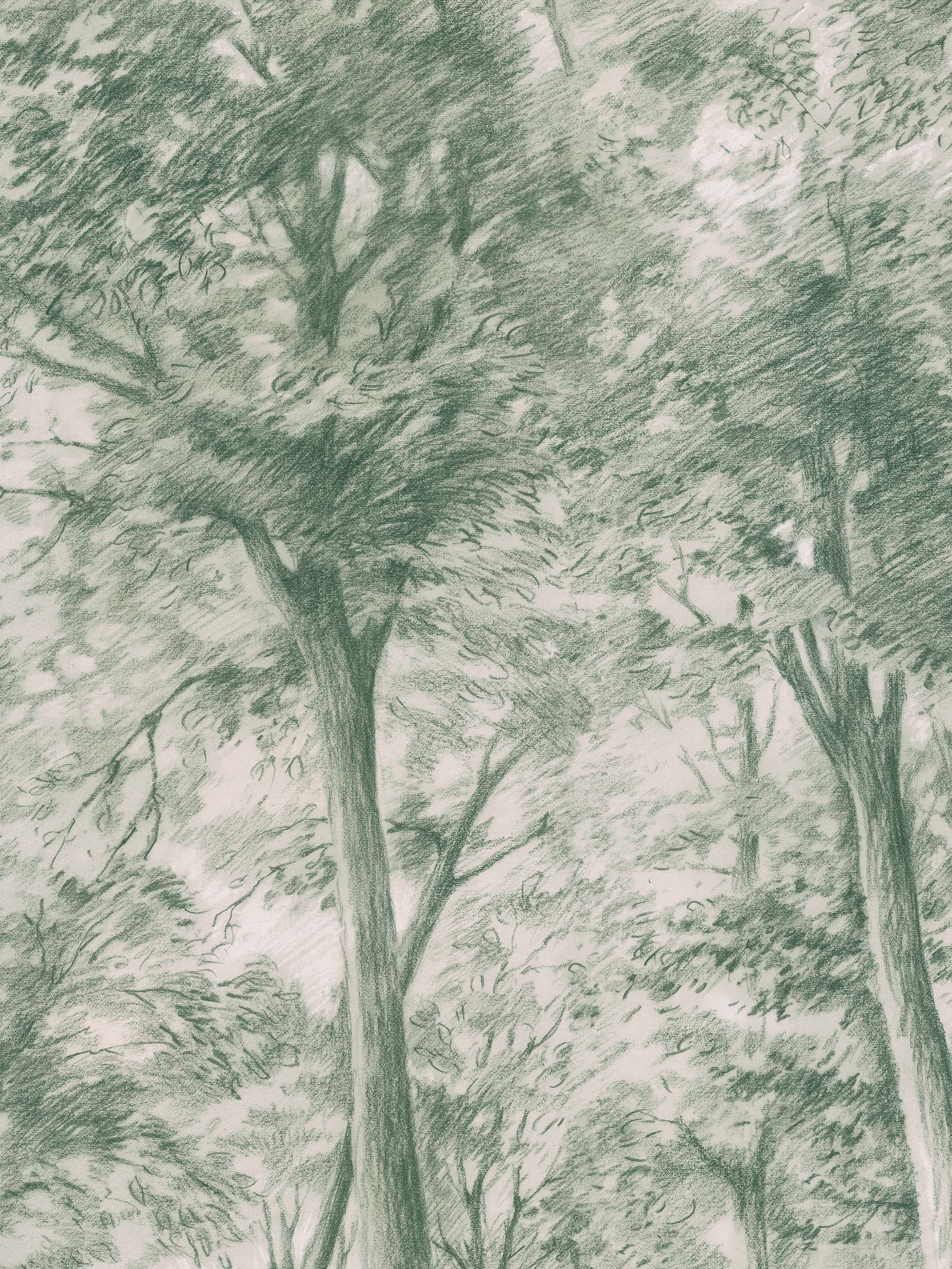 9632w_SketchofTrees_Closeup.jpg
