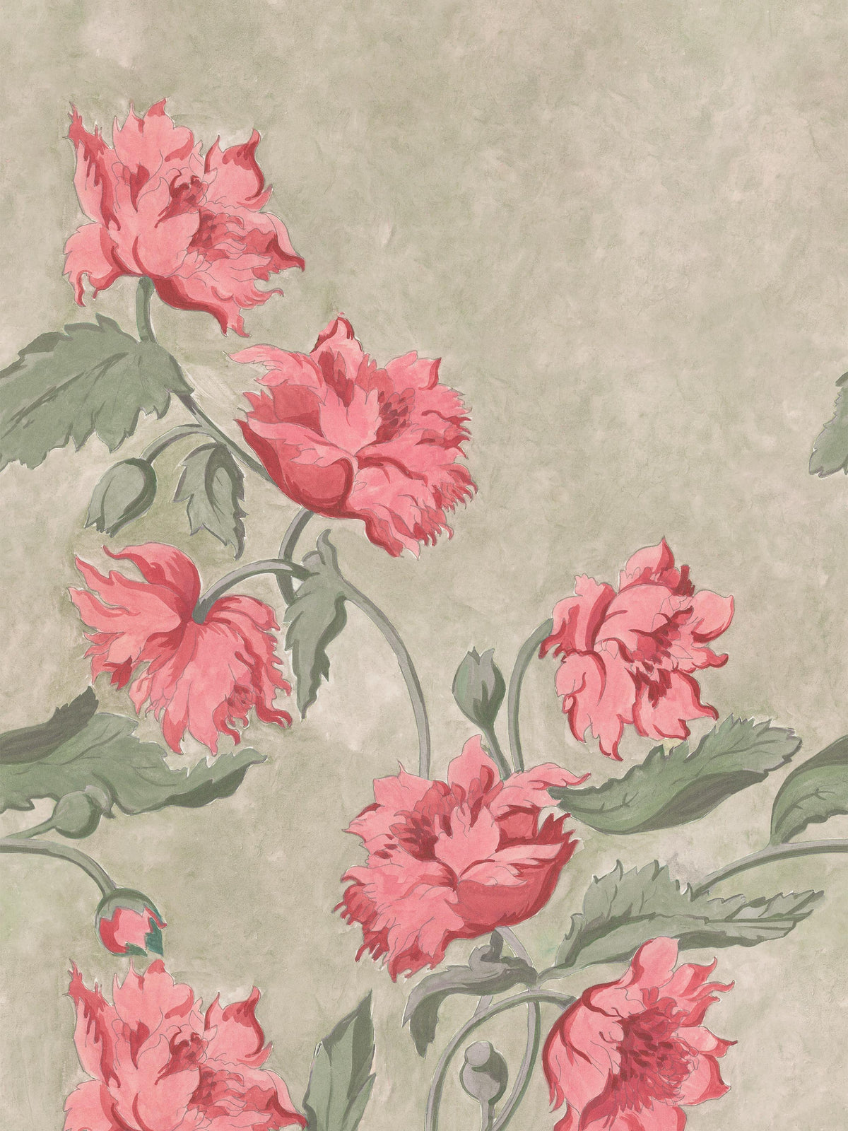 Papaver