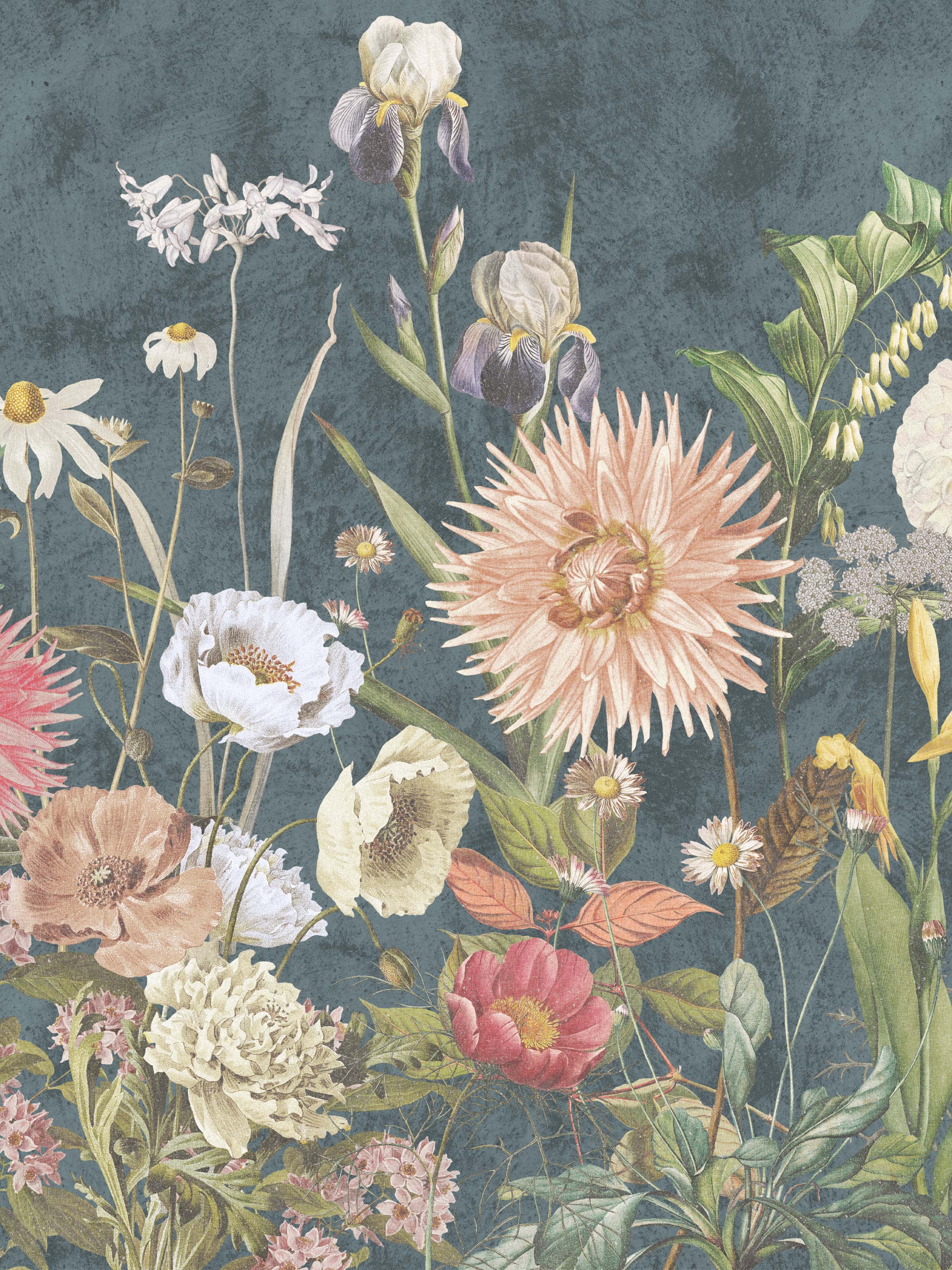 9417w_Dahlia_Closeup.jpg