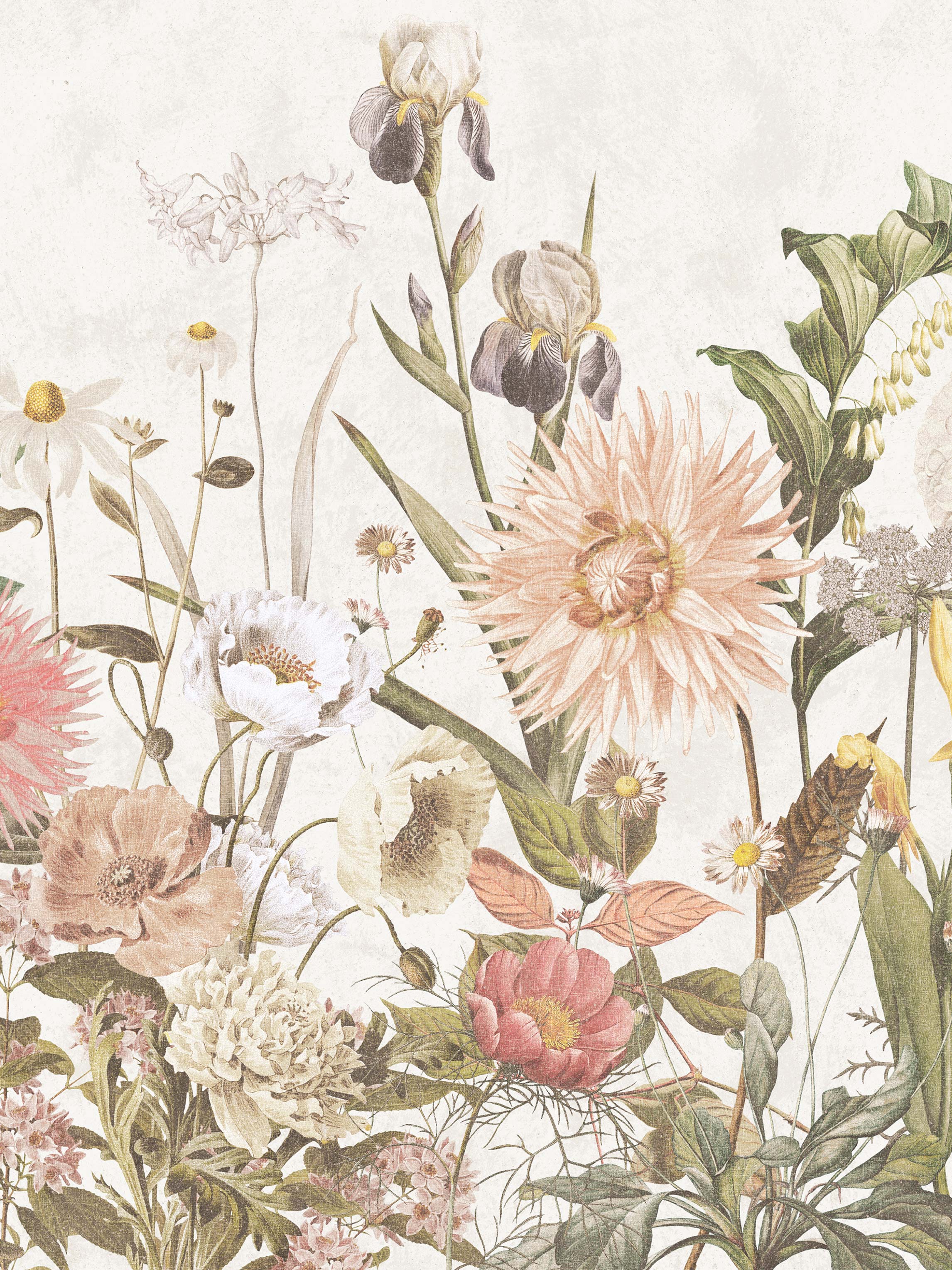 9418w_Dahlia_Closeup.jpg