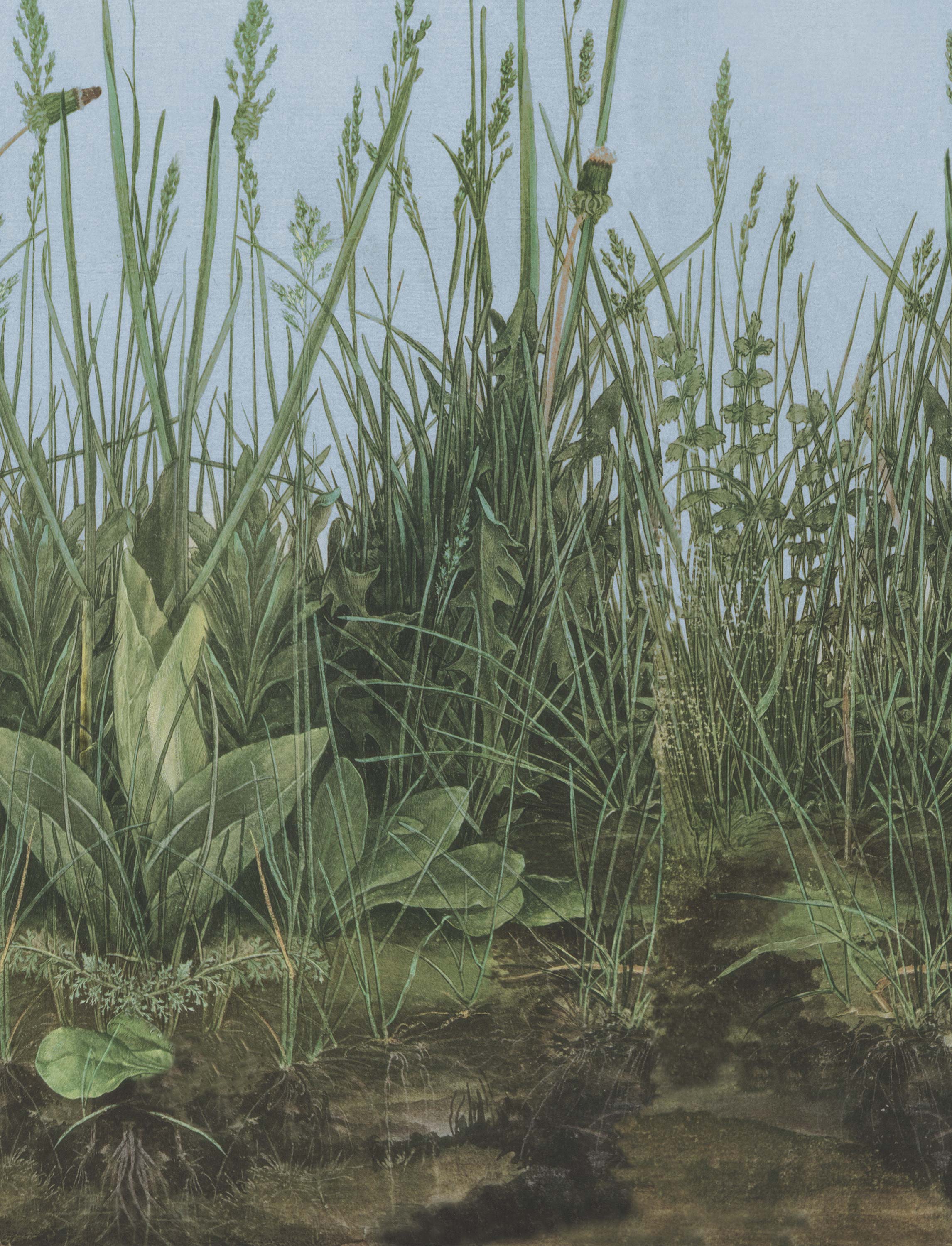 9473w_MorningMist_Closeup.jpg