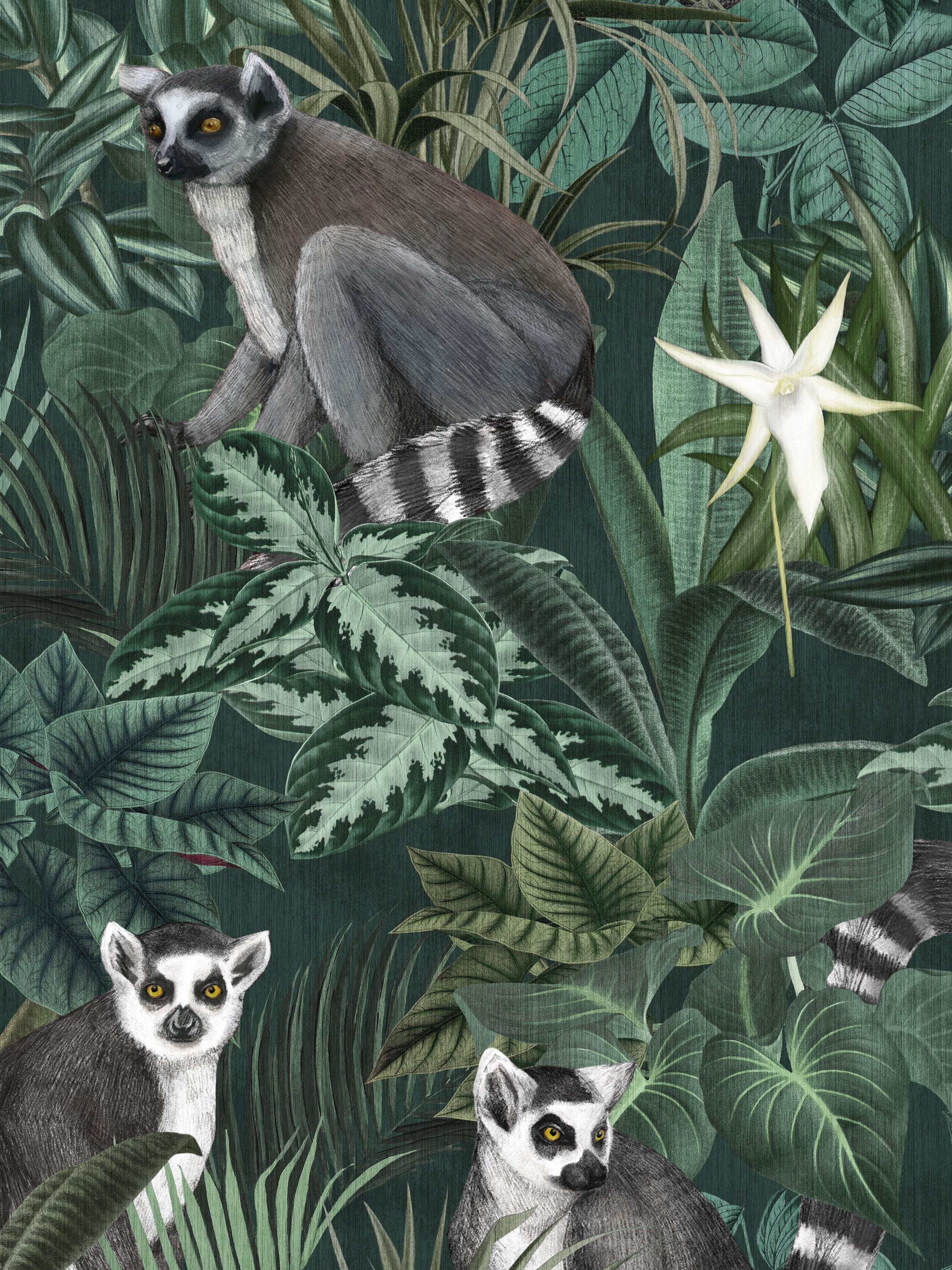 9570W_Madagascar_Closeup.jpg
