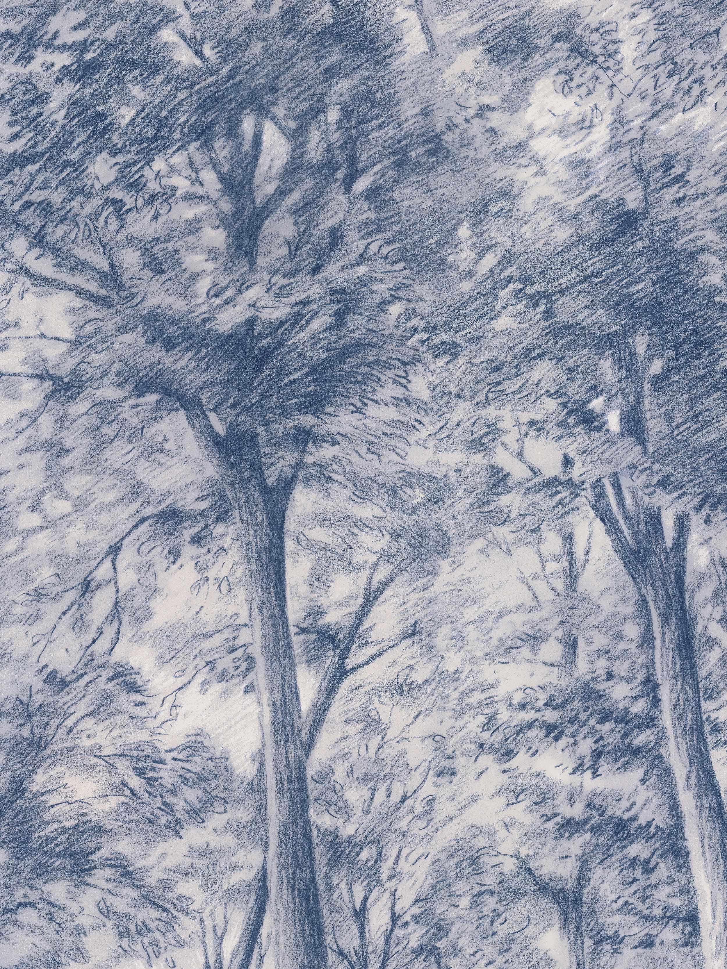 9633w_SketchofTrees_Closeup.jpg