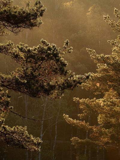 swatch image for Marie Mattsson Getryggen