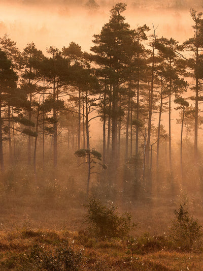 swatch image for Marie Mattsson Dimslöjor