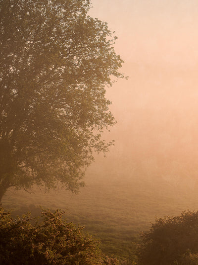 swatch image for Marie Mattsson Kultmarken