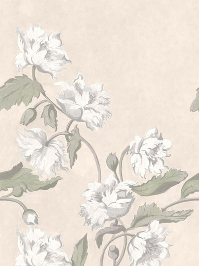 swatch image for Papaver