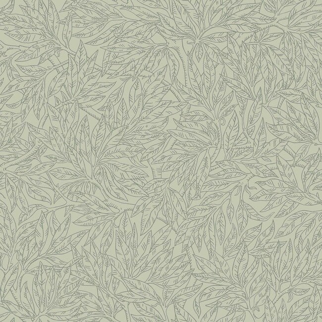 Salix Alba