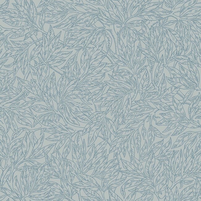 Salix Alba