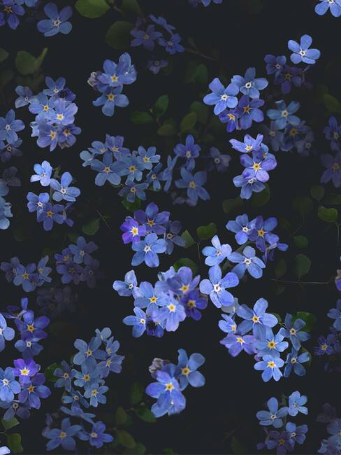 Forget Me Not