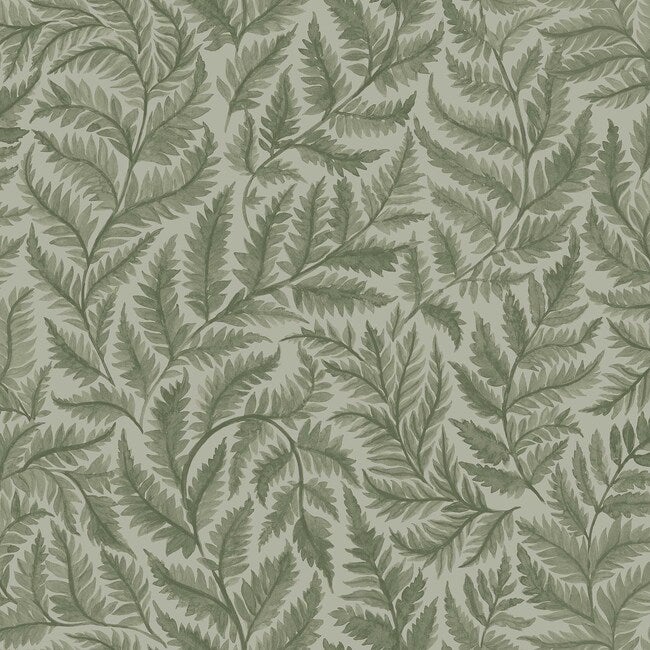 Ferns