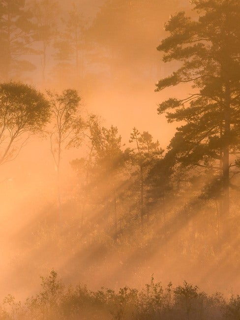 Marie Mattsson Dimsol