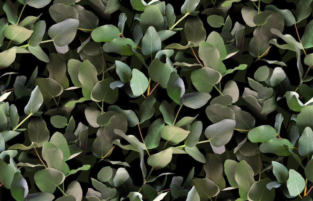 Eucalyptus