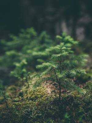 bt2426_sustainability_certifikat_newslist.jpg