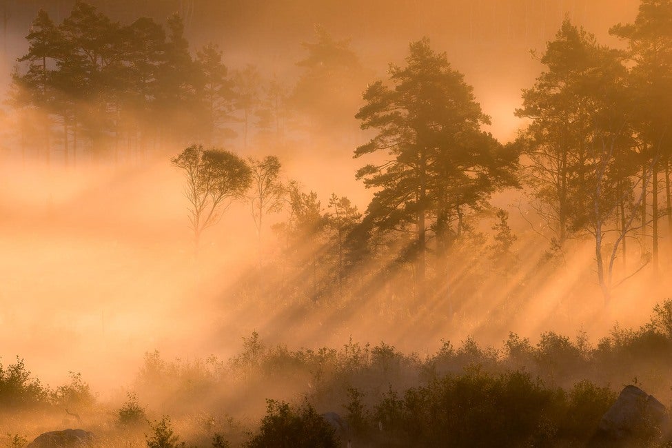 Marie Mattsson Dimsol