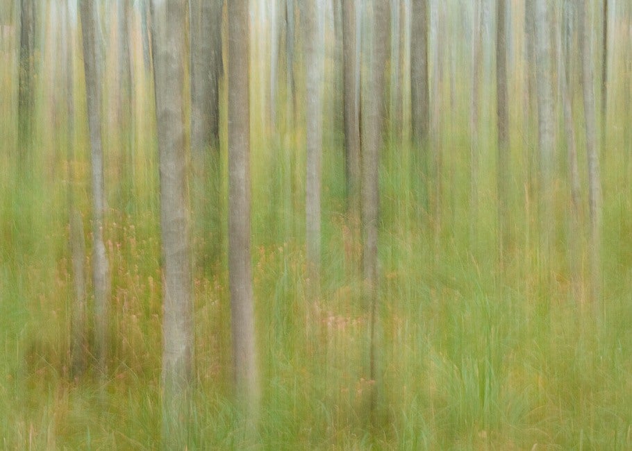 Marie Mattsson Oktoberbjörkar